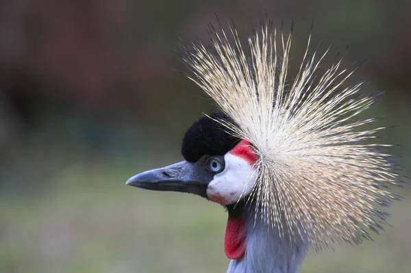 Vista Panorámica Hermoso Pájaro Naturaleza — Foto de Stock