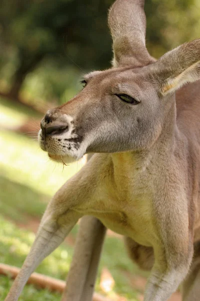 Saco Canguru Animal Flora Fauna — Fotografia de Stock