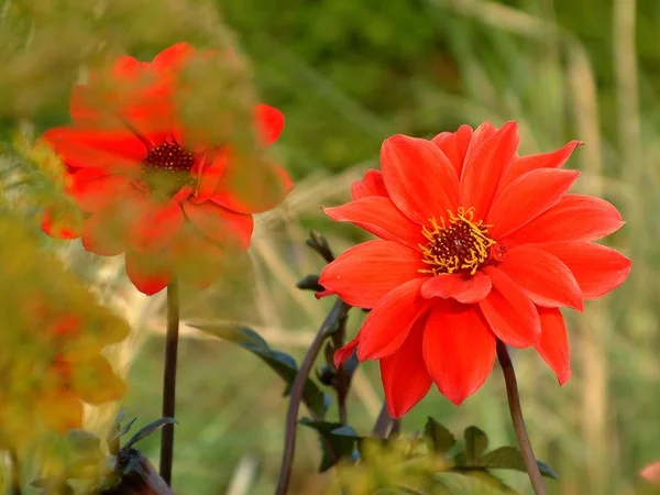 Leverkusen 2005 Landesgartenschau — Stok fotoğraf