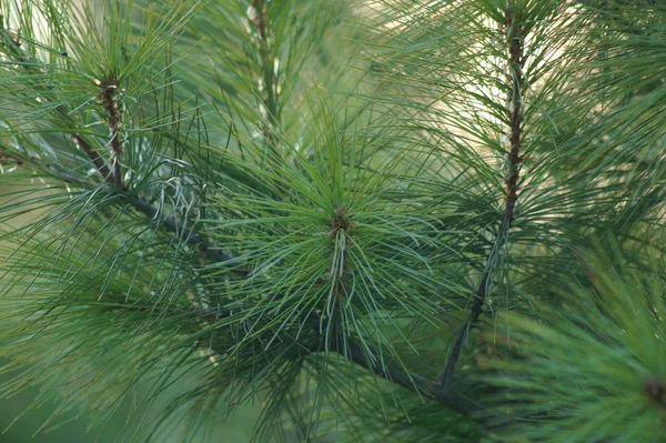 Sfondo Colorato Natale Biglietto Auguri Capodanno — Foto Stock