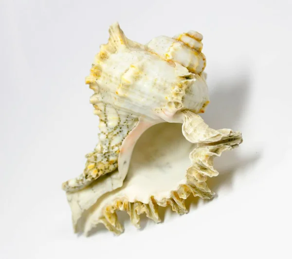 らせん状の殻カタツムリ軟体動物 — ストック写真