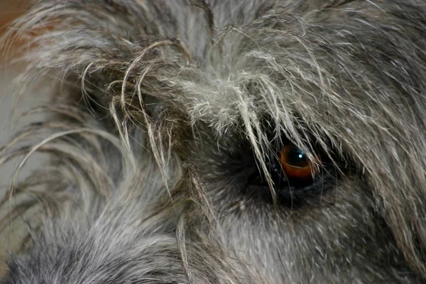 Portret Van Een Schattige Hond — Stockfoto