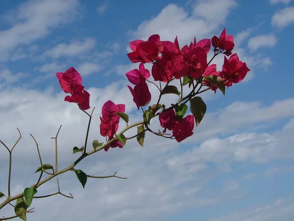 Krásný Botanický Záběr Přírodní Tapety — Stock fotografie