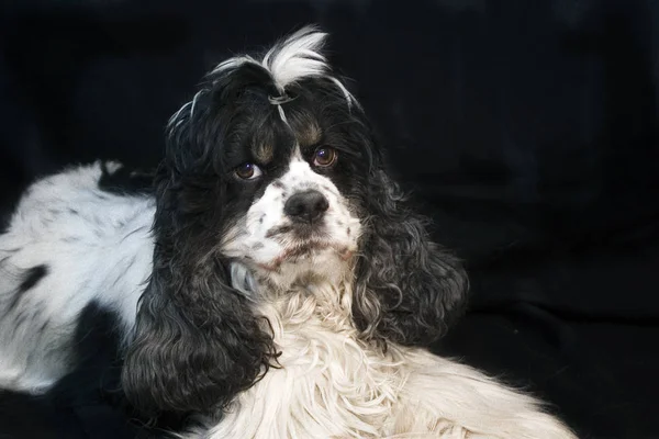 Retrato Lindo Perro — Foto de Stock