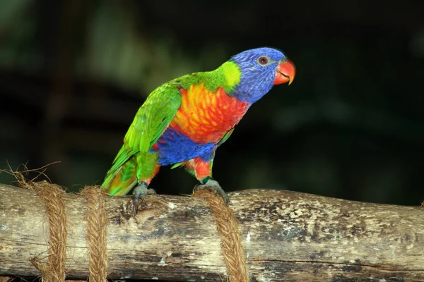 Schilderachtig Uitzicht Prachtige Papegaai Natuur — Stockfoto