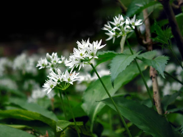 Ramsons Alho Selvagem Allium Ursinum — Fotografia de Stock