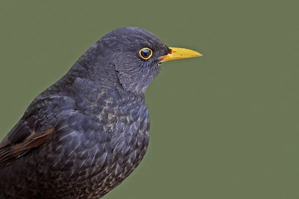 ブラックバード ソングバード鳥類や鳥類や動物 — ストック写真