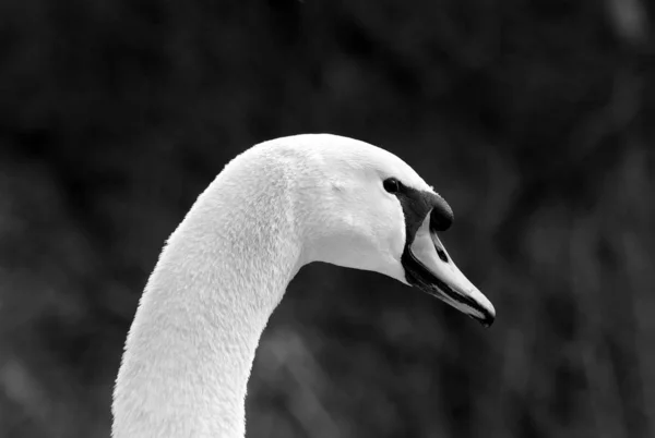 Pássaro Cisne Animais Selvagens — Fotografia de Stock