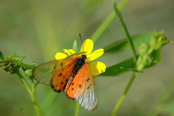 Närbild Bild Vackra Färgglada Fjäril — Stockfoto