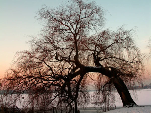 One Favorite Trees Alster — Stock Photo, Image