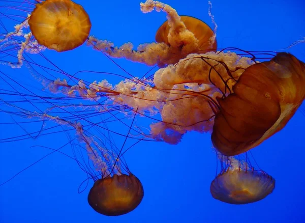 水母海水下 海洋生物 — 图库照片