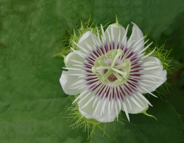 Flor Lirio Agua Planta Loto — Foto de Stock