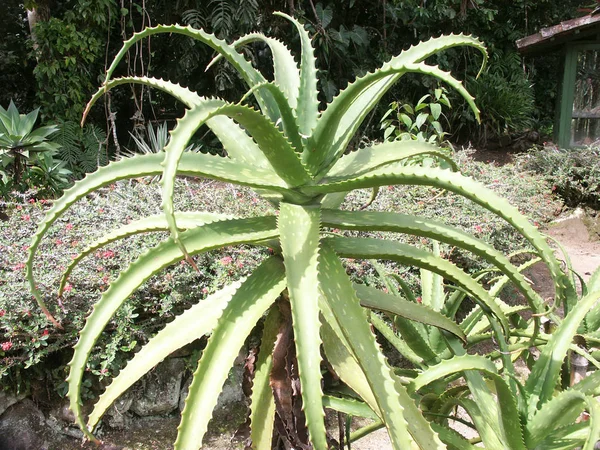 Planta Tropical Cacto Exótico — Fotografia de Stock