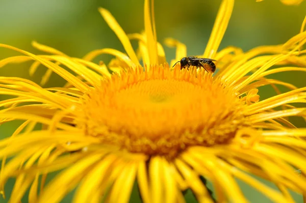 Mooie Bloemen Bloem Concept Achtergrond — Stockfoto