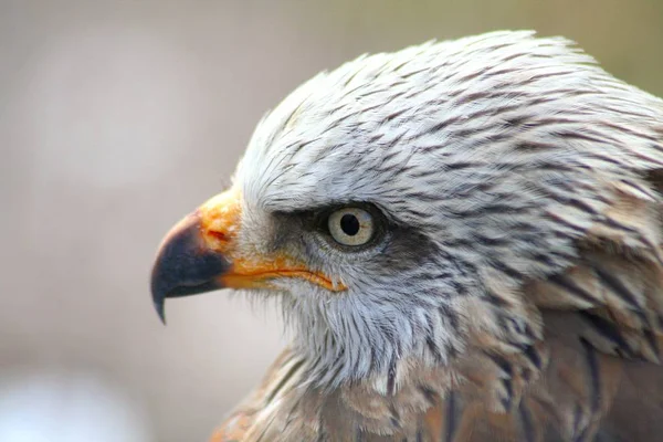 Scenic View Beautiful Bird Nature — Stock Photo, Image