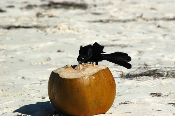 Uccello Con Cocco — Foto Stock