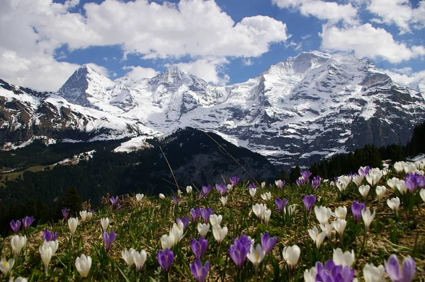 Krokus Blommor Blomma Vår Flora — Stockfoto