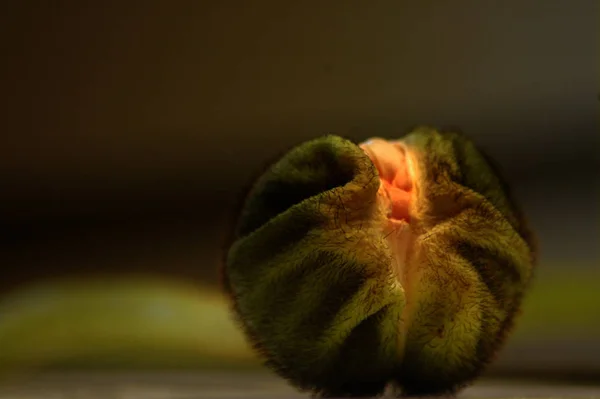 Κοντινή Προβολή Όμορφων Αγριολούλουδων Παπαρούνας — Φωτογραφία Αρχείου