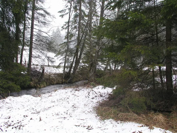 Idyll Forest — Stock Photo, Image