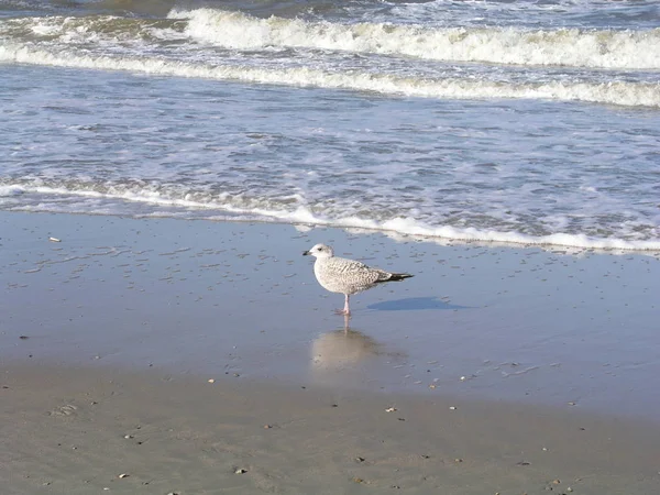 Vue Panoramique Magnifique Oiseau Mouette Mignon — Photo