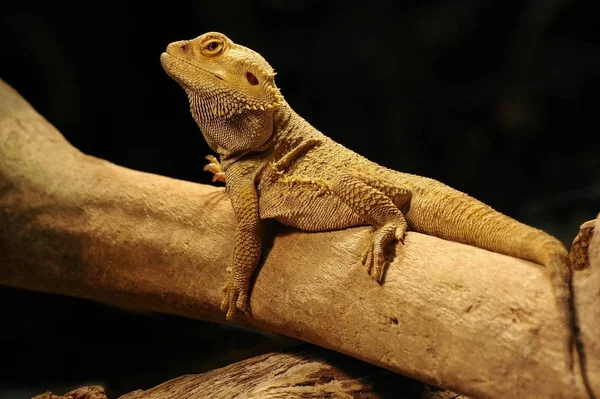 Lizard Animal Iguana Reptile — Stock Photo, Image