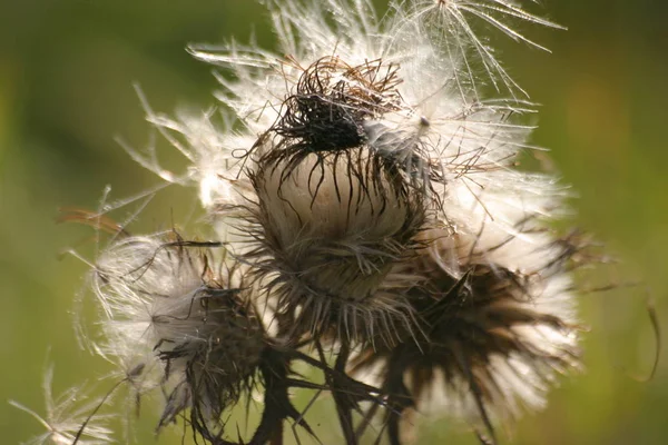 野生の野の花や植物や自然 — ストック写真