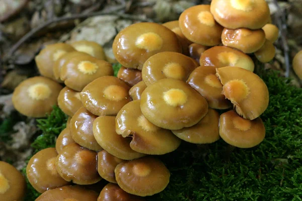 Culture Champignons Dans Forêt Fond Nature — Photo