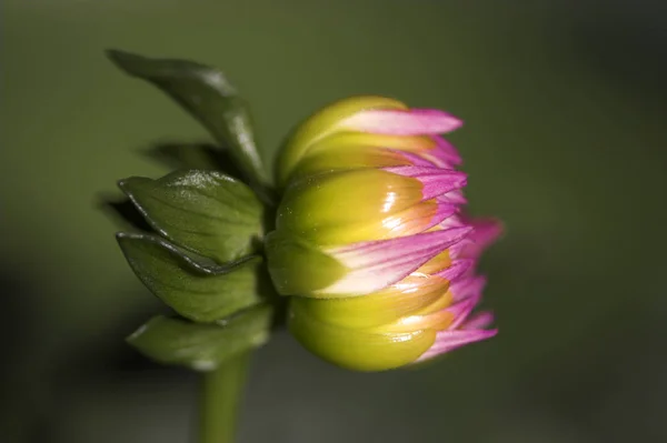 Vue Rapprochée Belle Floraison Dahlia — Photo