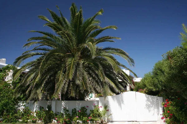 Bahçede Palmiye Ağacı Var — Stok fotoğraf