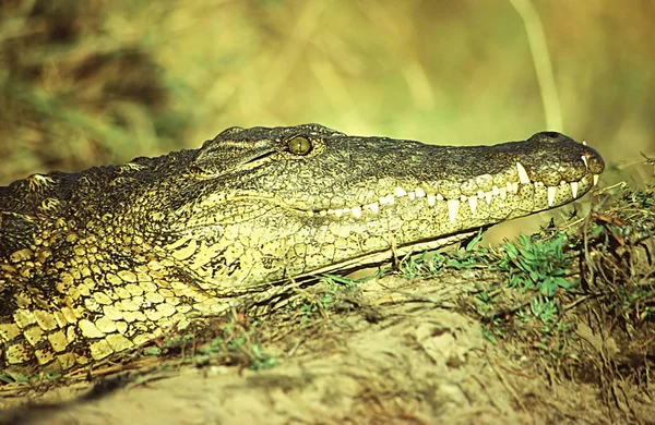 Jacaré Crocodilo Animal Predador Anfíbio — Fotografia de Stock