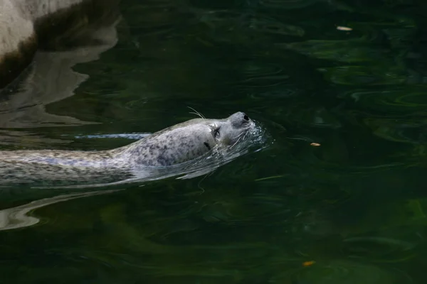 アザラシ 海洋動物 — ストック写真