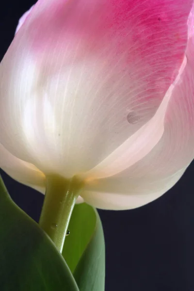 Bagliore Interno Tulipano Rosa Iii — Foto Stock