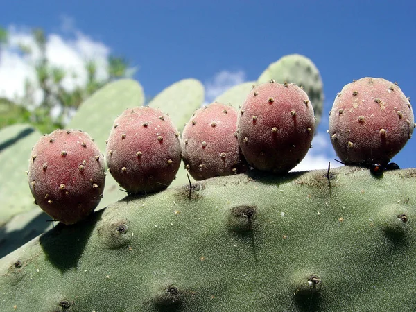 Cactus Exotique Des Plantes Tropicales — Photo