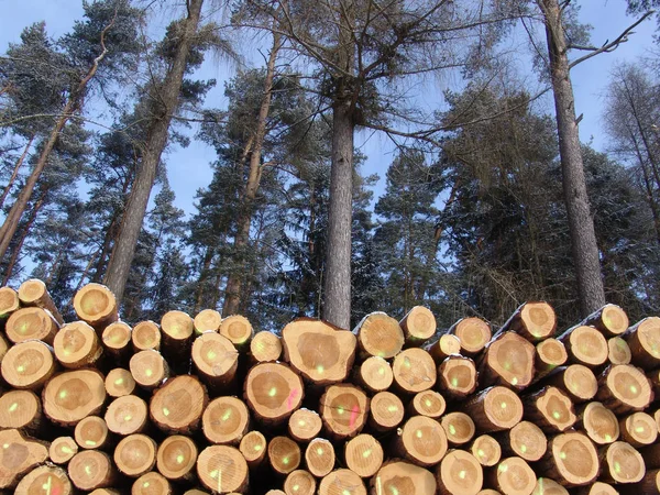 薪木の幹 — ストック写真