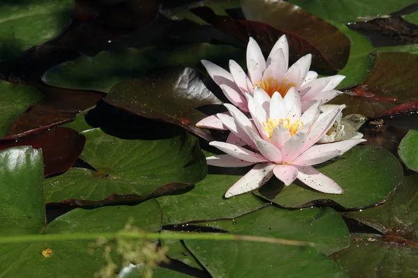 Nilüferler Gölet Çiçekleri Doğa Çiçekleri — Stok fotoğraf