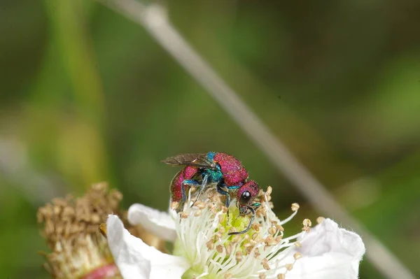 Vue Rapprochée Des Insectes Guêpes Dans Macro Shot — Photo