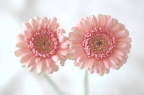 Gerbera Pétalas Flores Florescendo — Fotografia de Stock