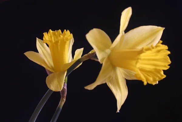 Narciso Pétalas Flores Primavera Flora — Fotografia de Stock