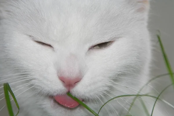 Porträt Einer Süßen Katze — Stockfoto