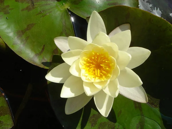 Closeup View Beautiful Water Lily — Stock Photo, Image