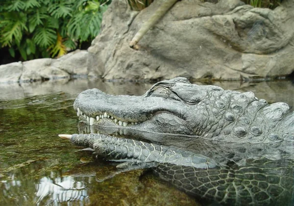 Κροκόδειλος Αλιγάτορας Σαρκοφάγος — Φωτογραφία Αρχείου