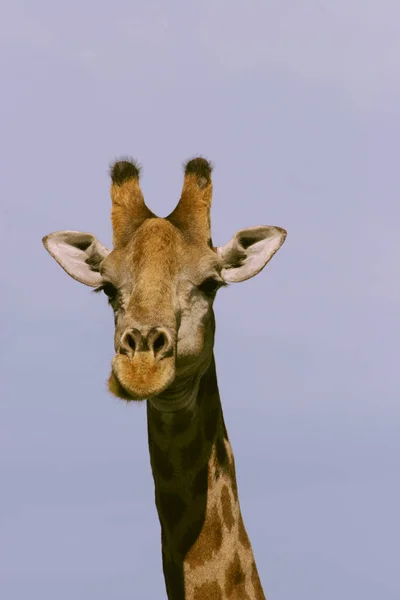 Tall Brown Giraffe Animal Flora Fauna Nature — Stock Photo, Image