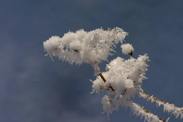 Krásný Botanický Záběr Přírodní Tapety — Stock fotografie