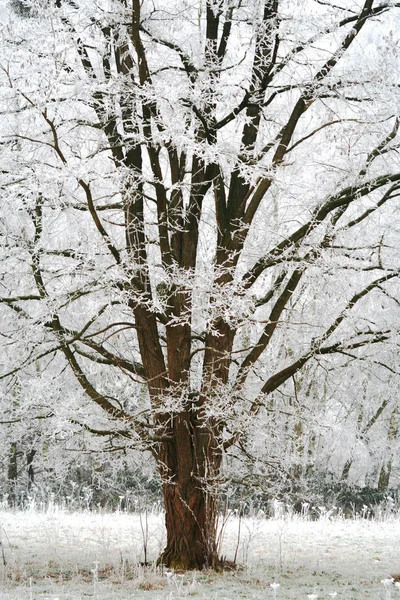 Bela Vista Paisagem Inverno — Fotografia de Stock