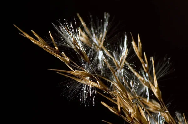 美丽的植物学照片 天然壁纸 — 图库照片