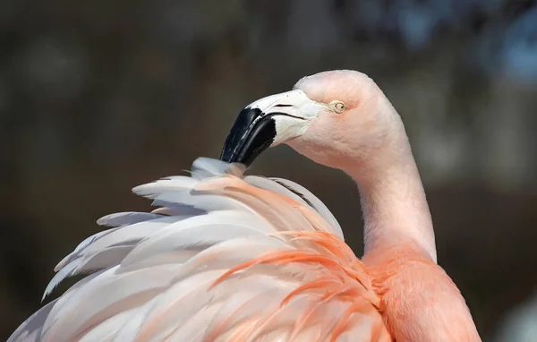 White Pelican Zoo — Stock Photo, Image