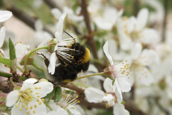 Schöne Botanische Aufnahme Natürliche Tapete — Stockfoto