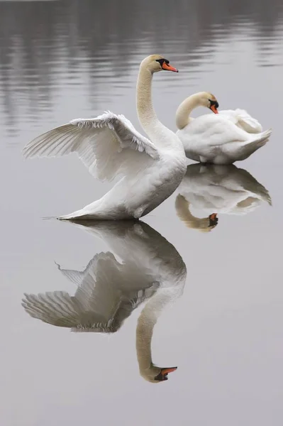 雄大な白鳥の自然景観 — ストック写真