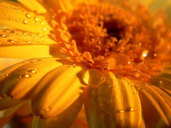 Красива Квітка Гербери Пелюстки Квітки — стокове фото
