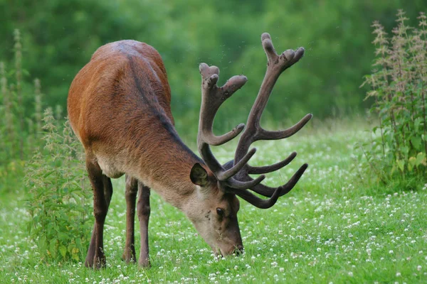 Rödhjortdjur Horn — Stockfoto